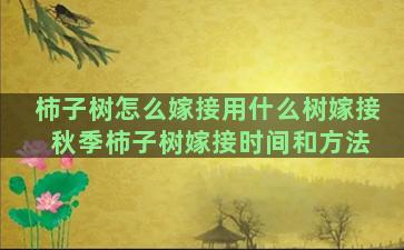 柿子树怎么嫁接用什么树嫁接 秋季柿子树嫁接时间和方法